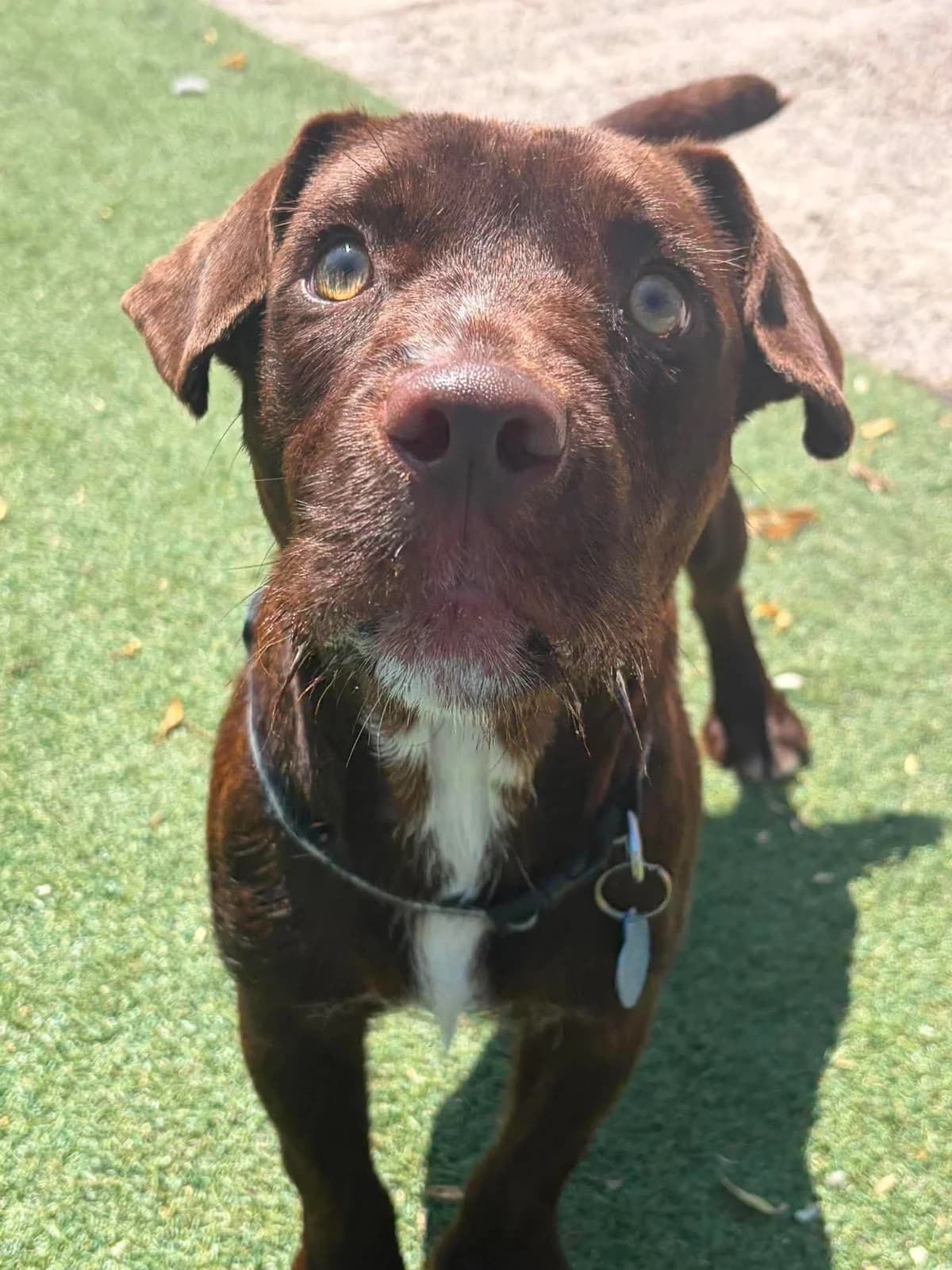 Churro, male young mixed breed for adoption at Manchester & Cheshire Dogs Home (Cheshire), Warrington