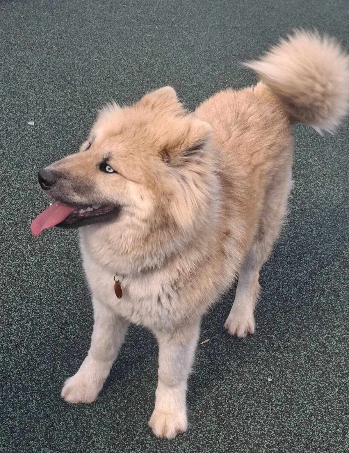 Clarence, male young Husky for adoption at Manchester & Cheshire Dogs Home (Manchester), Manchester
