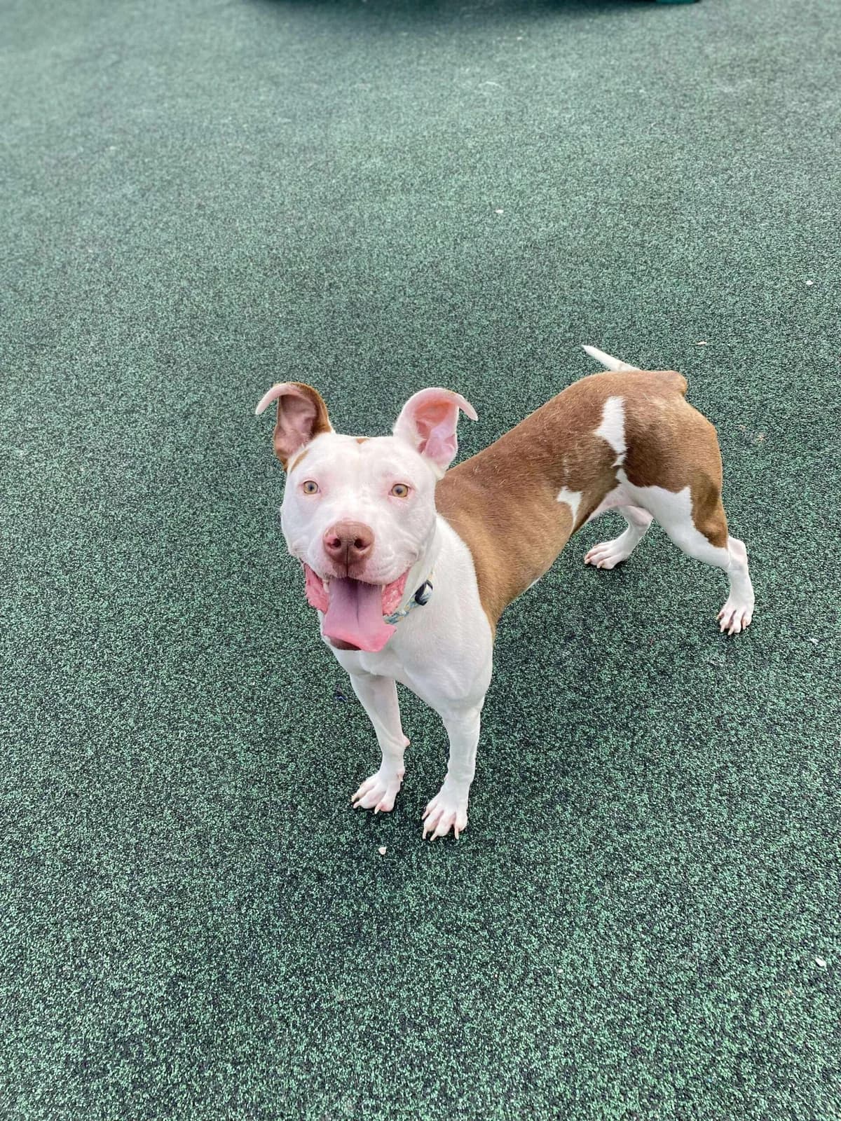 Clover, female Staffordshire Bull Terrier for adoption at Manchester