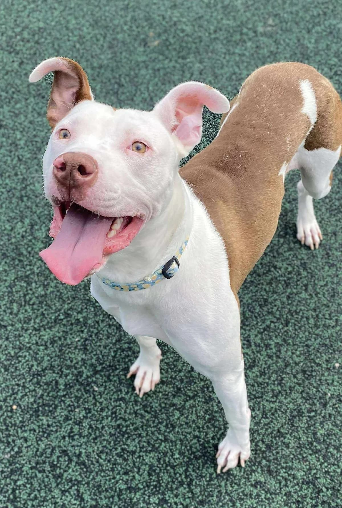 Clover, female young Staffordshire Bull Terrier for adoption at Manchester & Cheshire Dogs Home (Manchester), Manchester