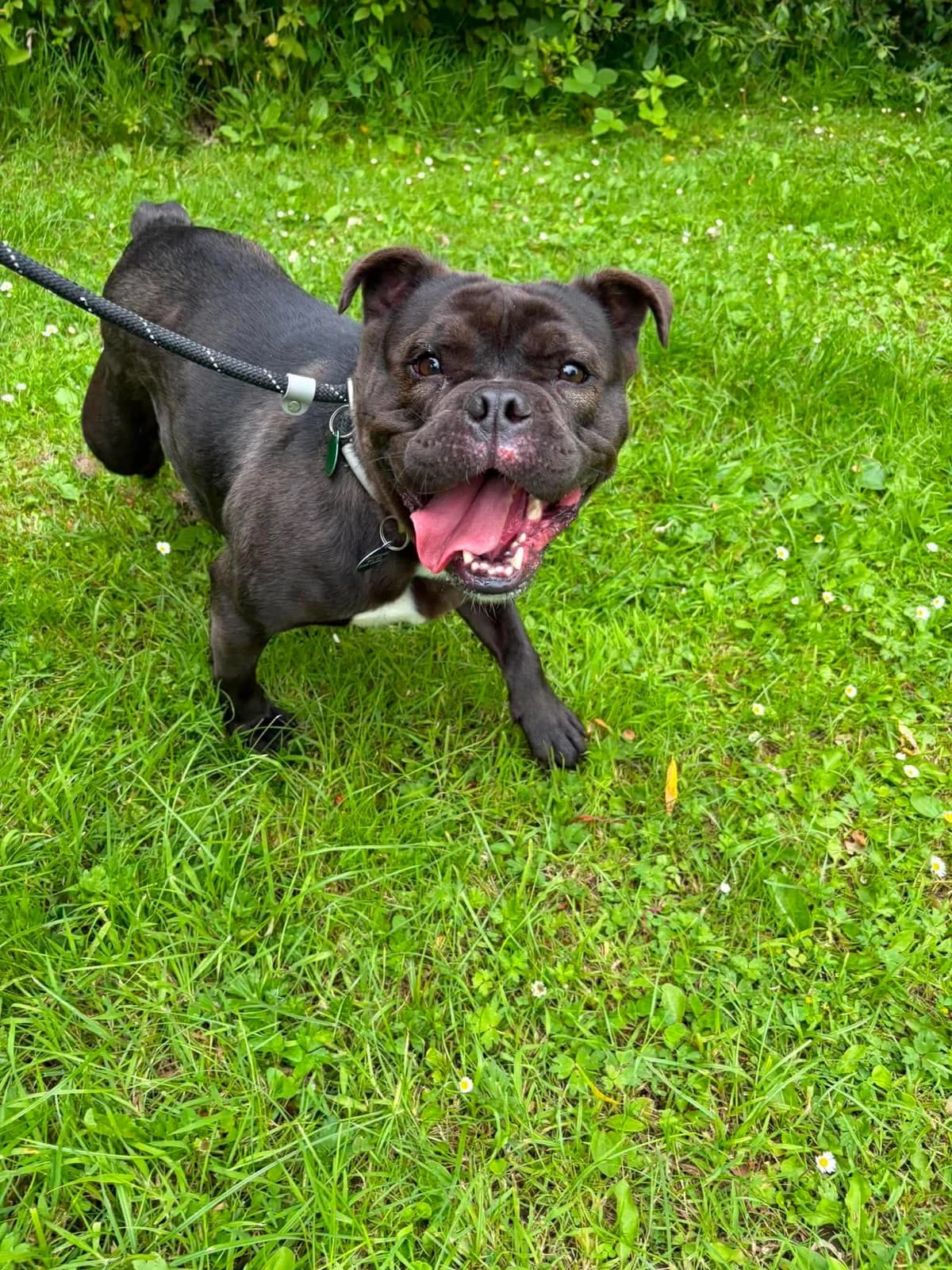 Coco, female 3yo English Bulldog for adoption at Manchester & Cheshire Dogs Home (Cheshire), Warrington