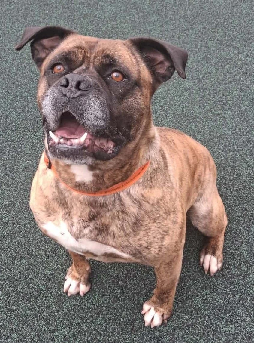 Coco, female 6yo English Bulldog for adoption at Manchester & Cheshire Dogs Home (Manchester), Manchester