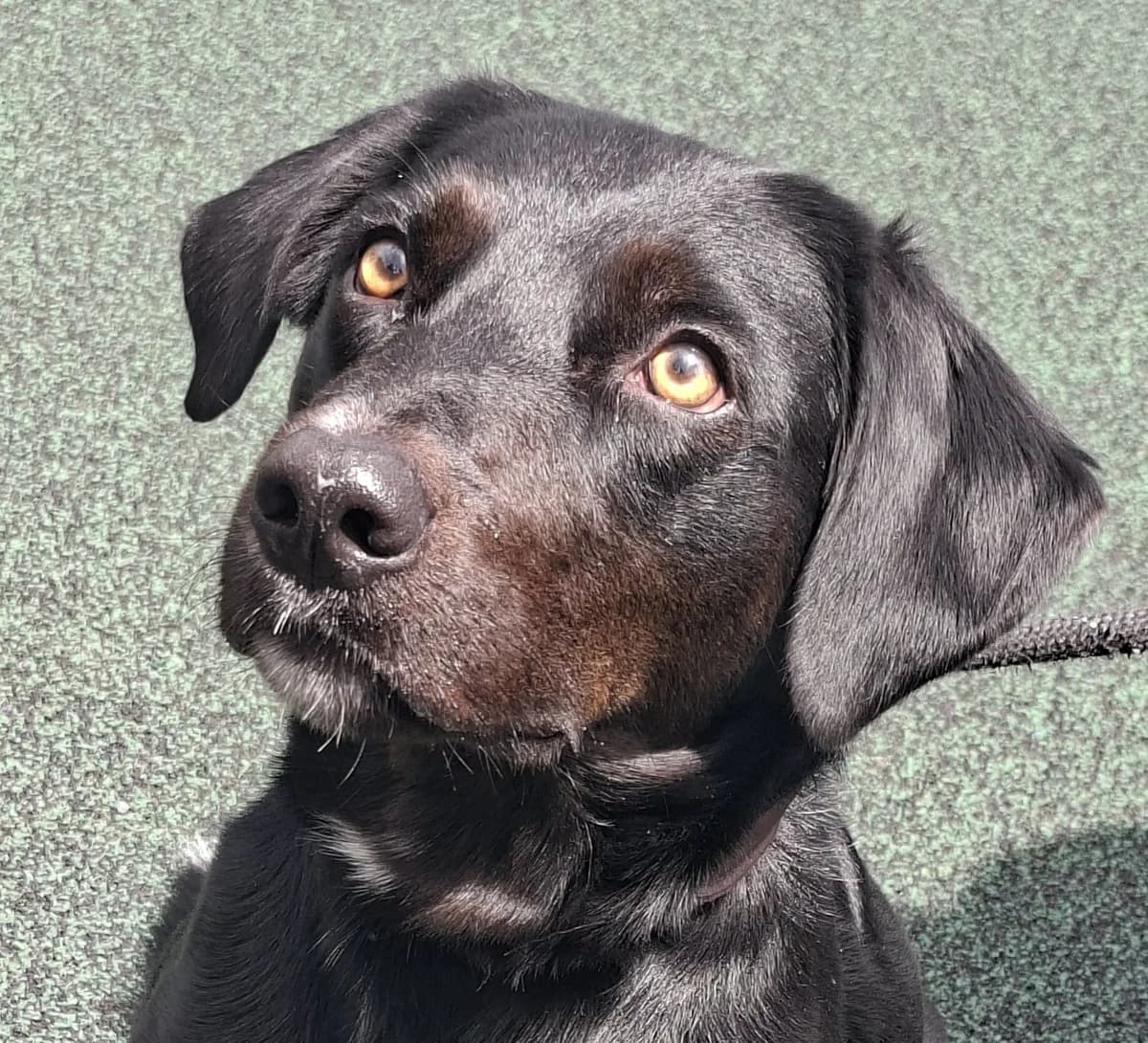 Cosmo, male 5yo Labrador Retriever for adoption at Manchester & Cheshire Dogs Home (Manchester), Manchester