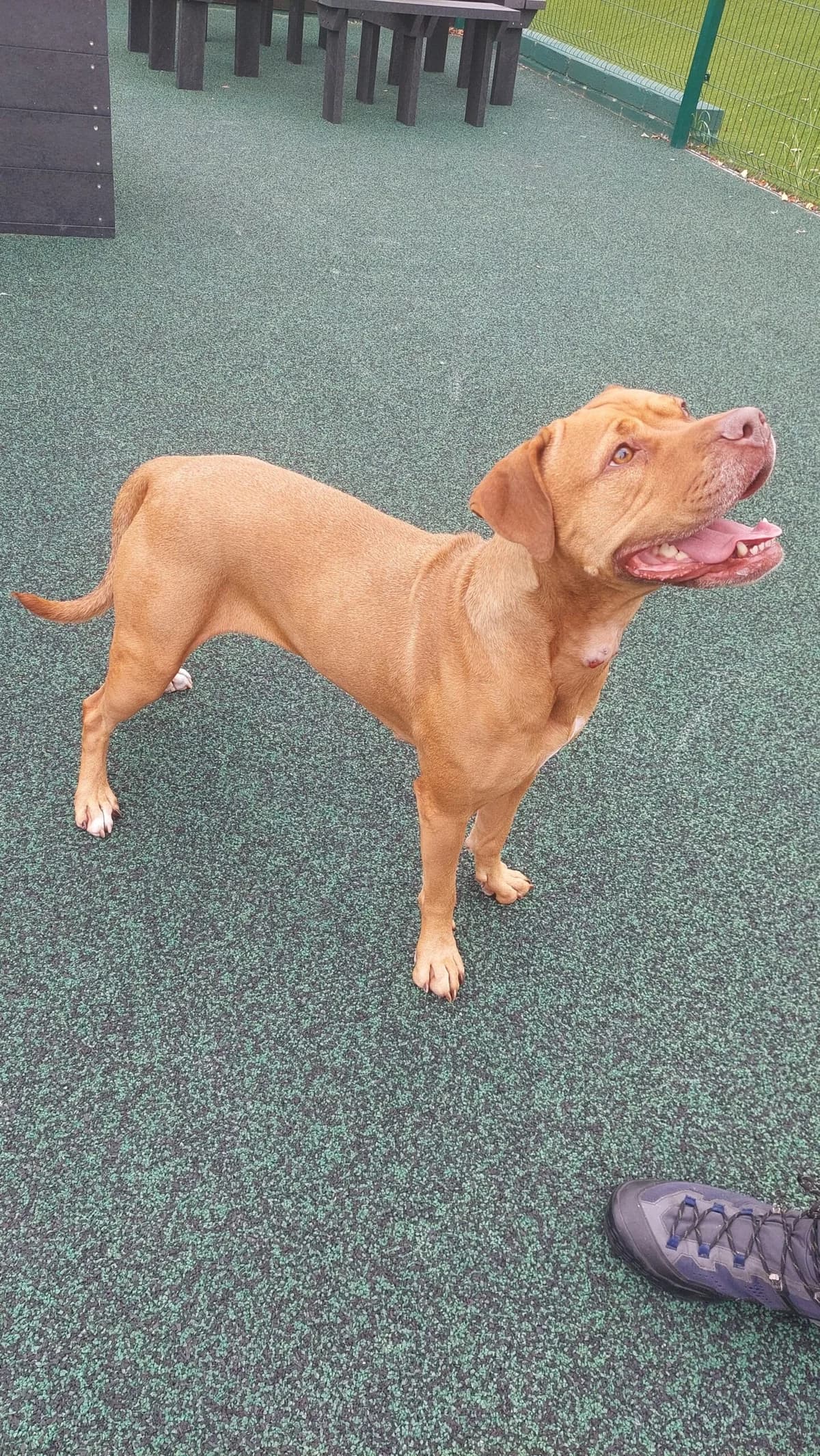 Csilla, female Mixed Breed for adoption at Manchester