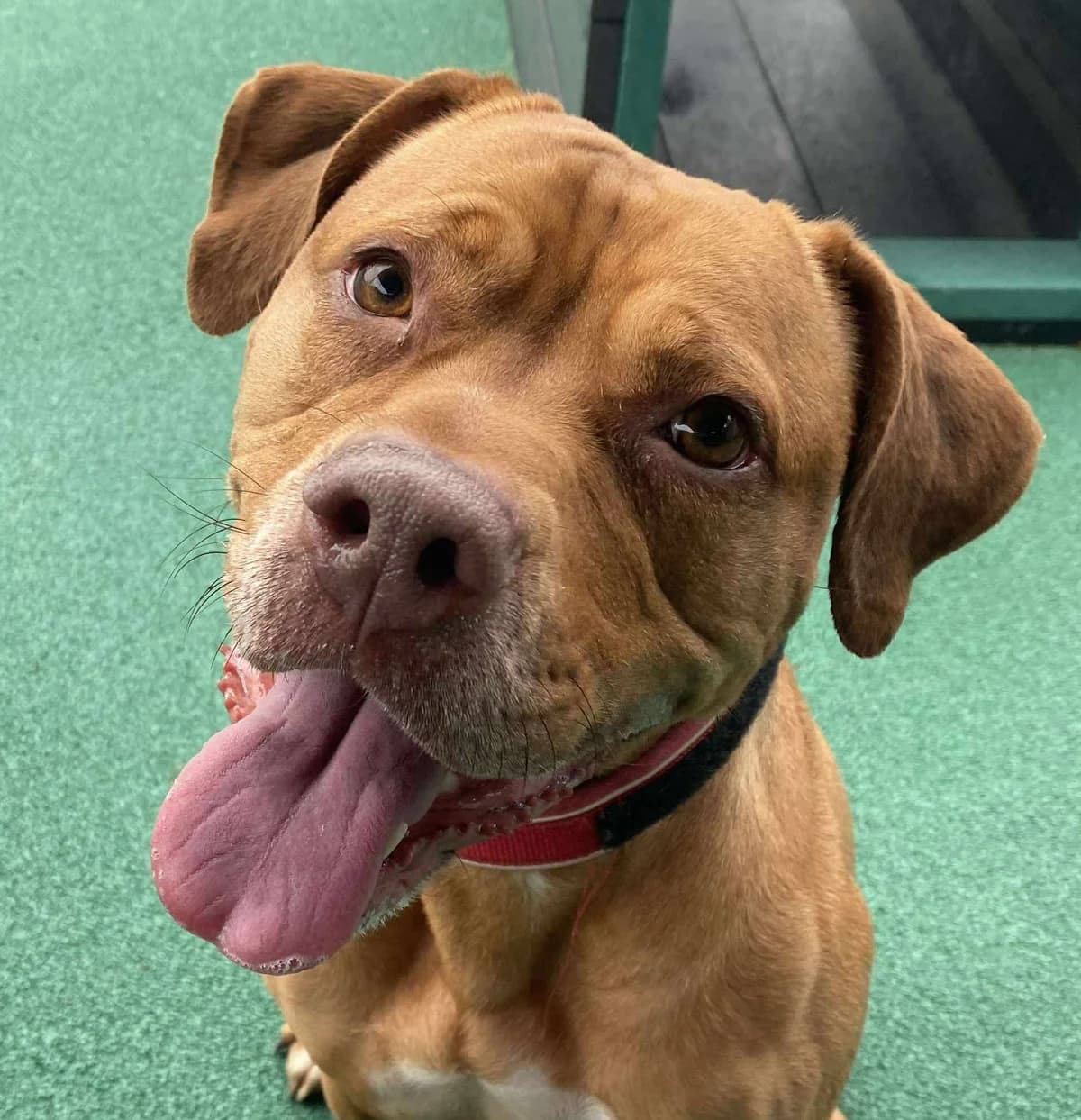 Csilla, female 4yo Staffordshire Bull Terrier for adoption at Manchester & Cheshire Dogs Home (Manchester), Manchester