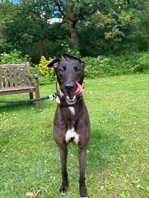 Daisy, female young Greyhound for adoption at Manchester & Cheshire Dogs Home (Cheshire), Warrington