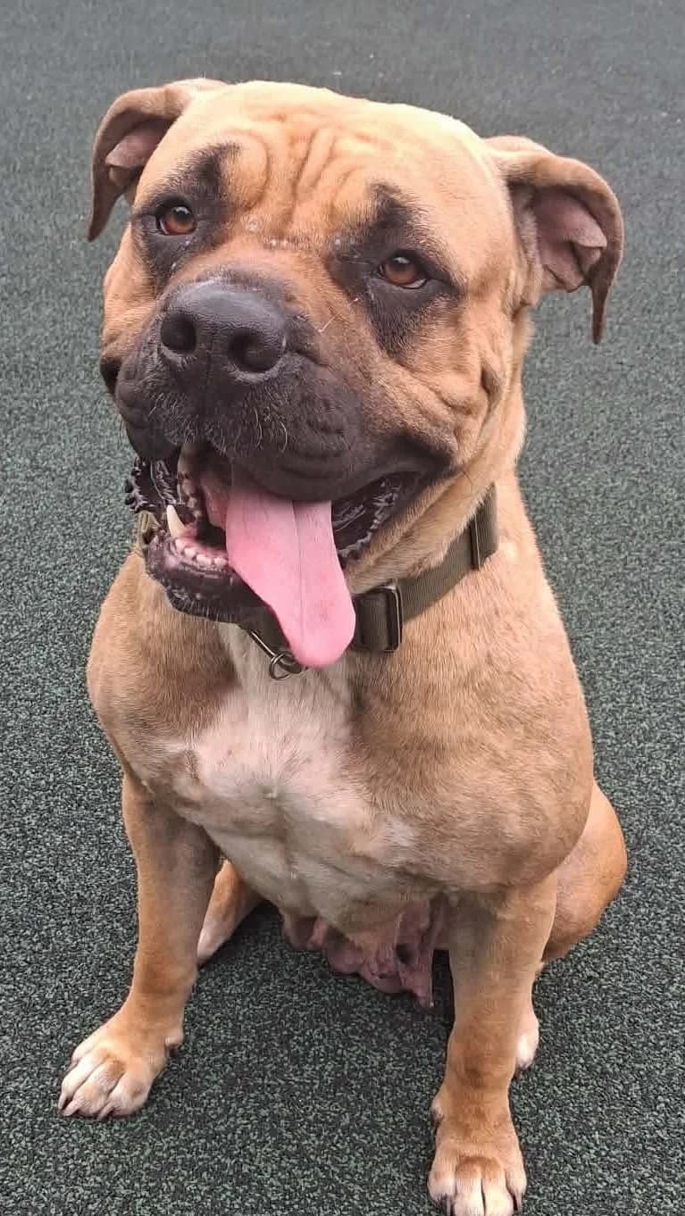 Dakota, female young Mastiff for adoption at Manchester & Cheshire Dogs Home (Manchester), Manchester