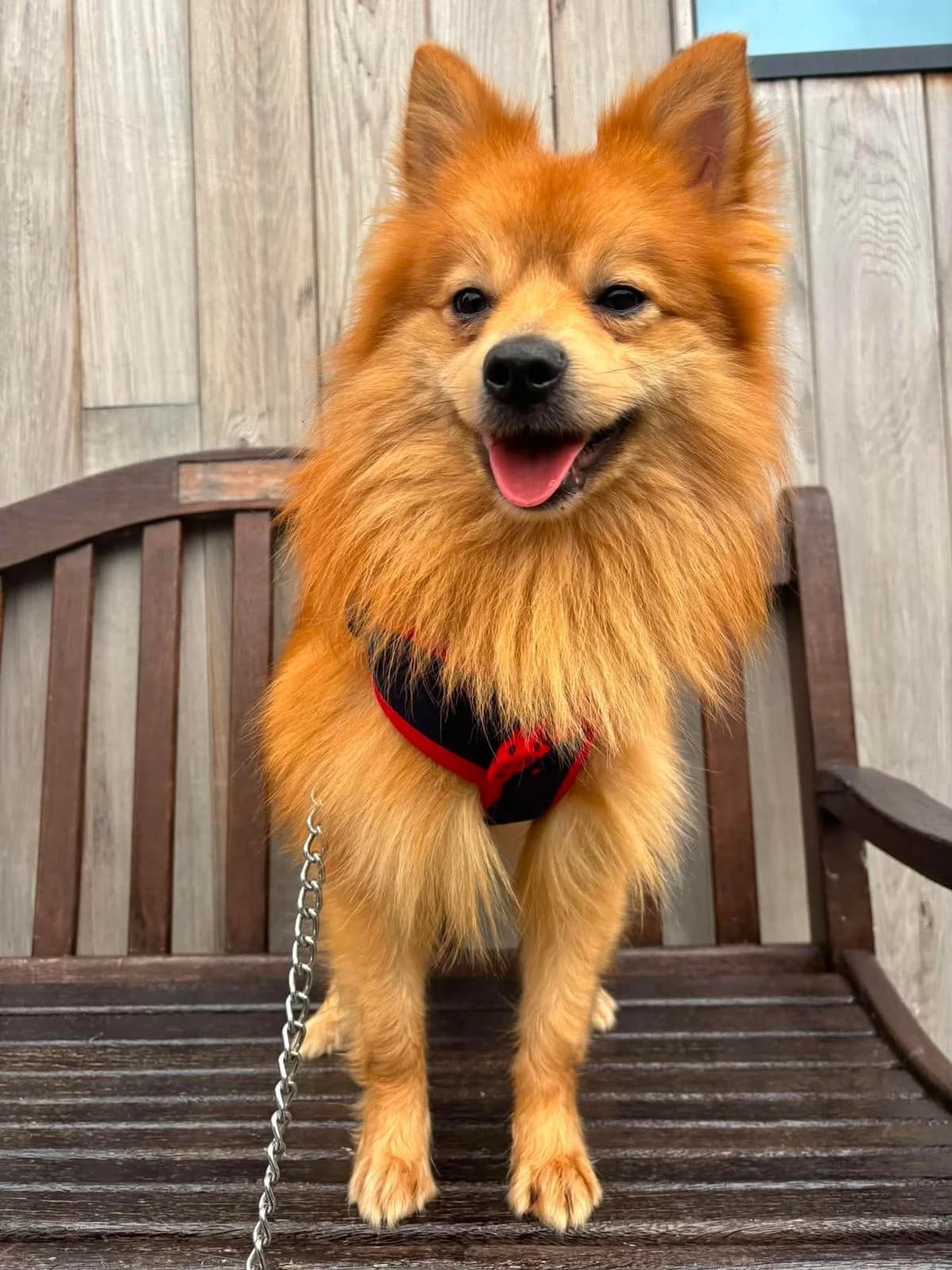 Danny, male 3yo German Spitz for adoption at Manchester & Cheshire Dogs Home (Manchester), Manchester
