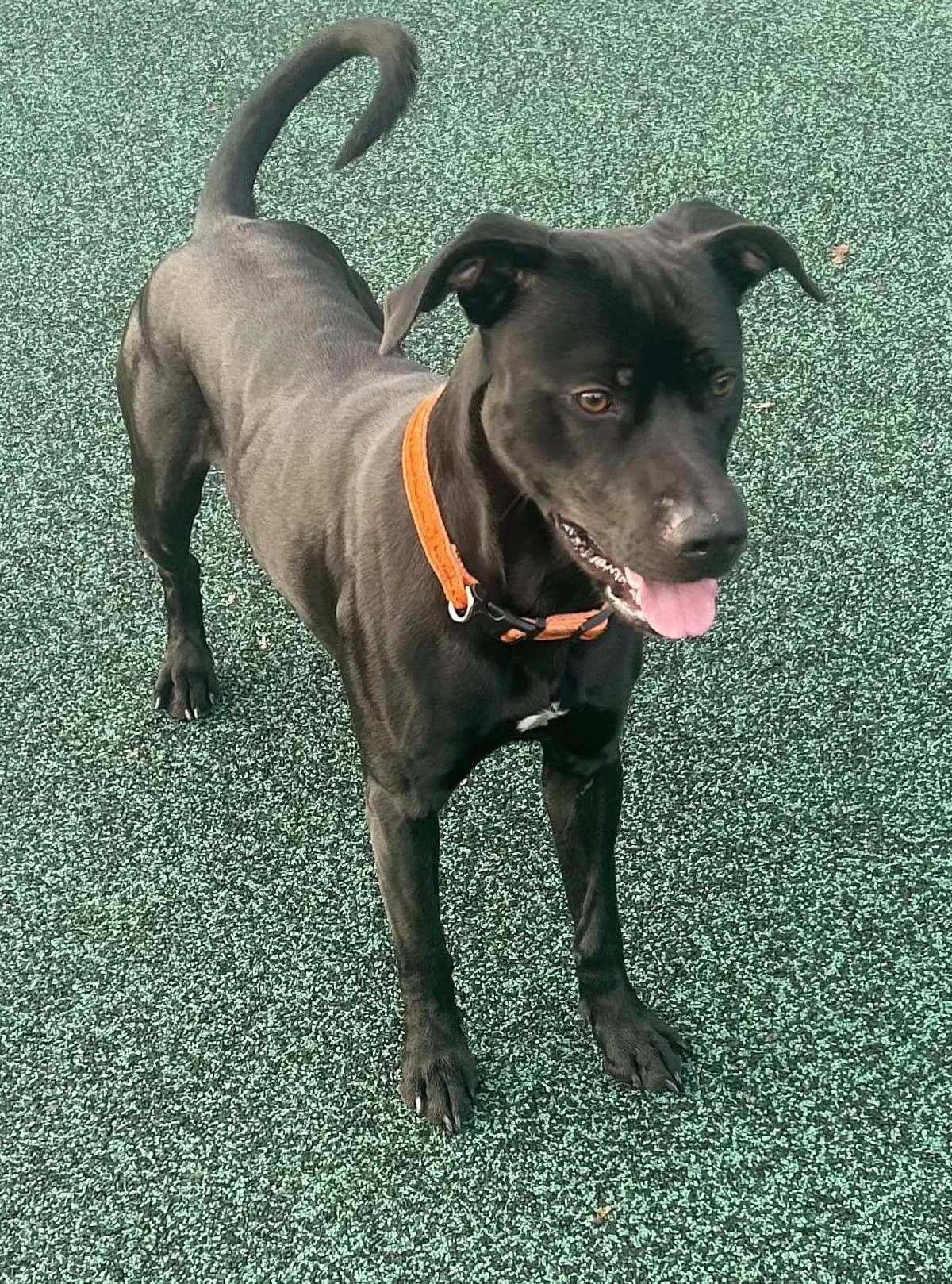 Diesel, male young Labrador Retriever for adoption at Manchester & Cheshire Dogs Home (Manchester), Manchester
