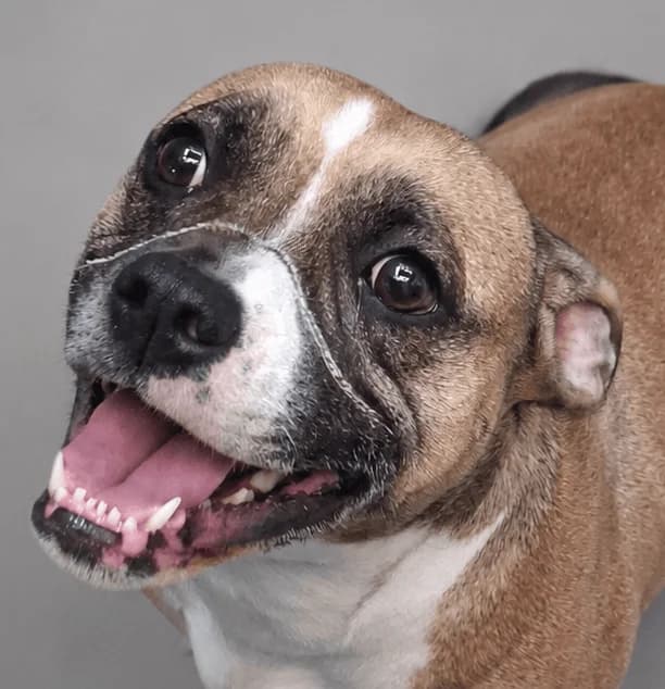 Dorothy, female 3yo Staffordshire Bull Terrier for adoption at Manchester & Cheshire Dogs Home (Manchester), Manchester