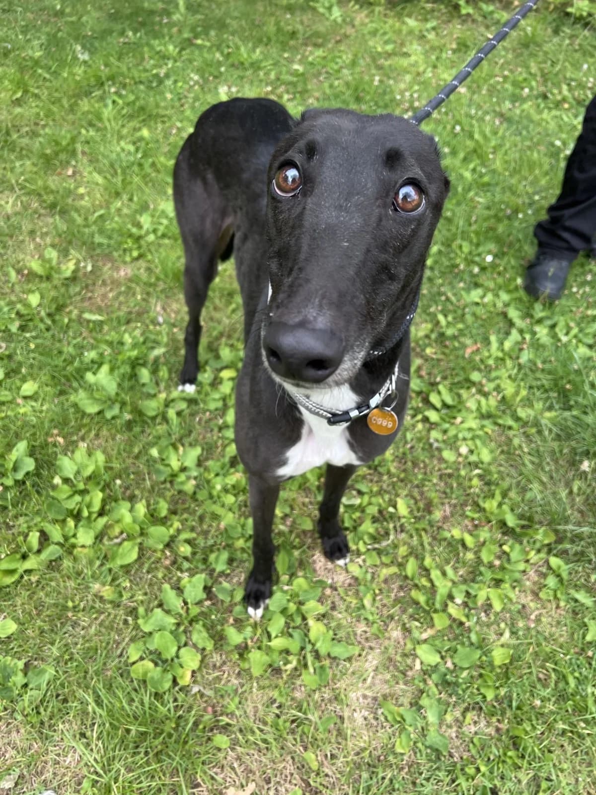Drago, male young Greyhound for adoption at Manchester & Cheshire Dogs Home (Cheshire), Warrington