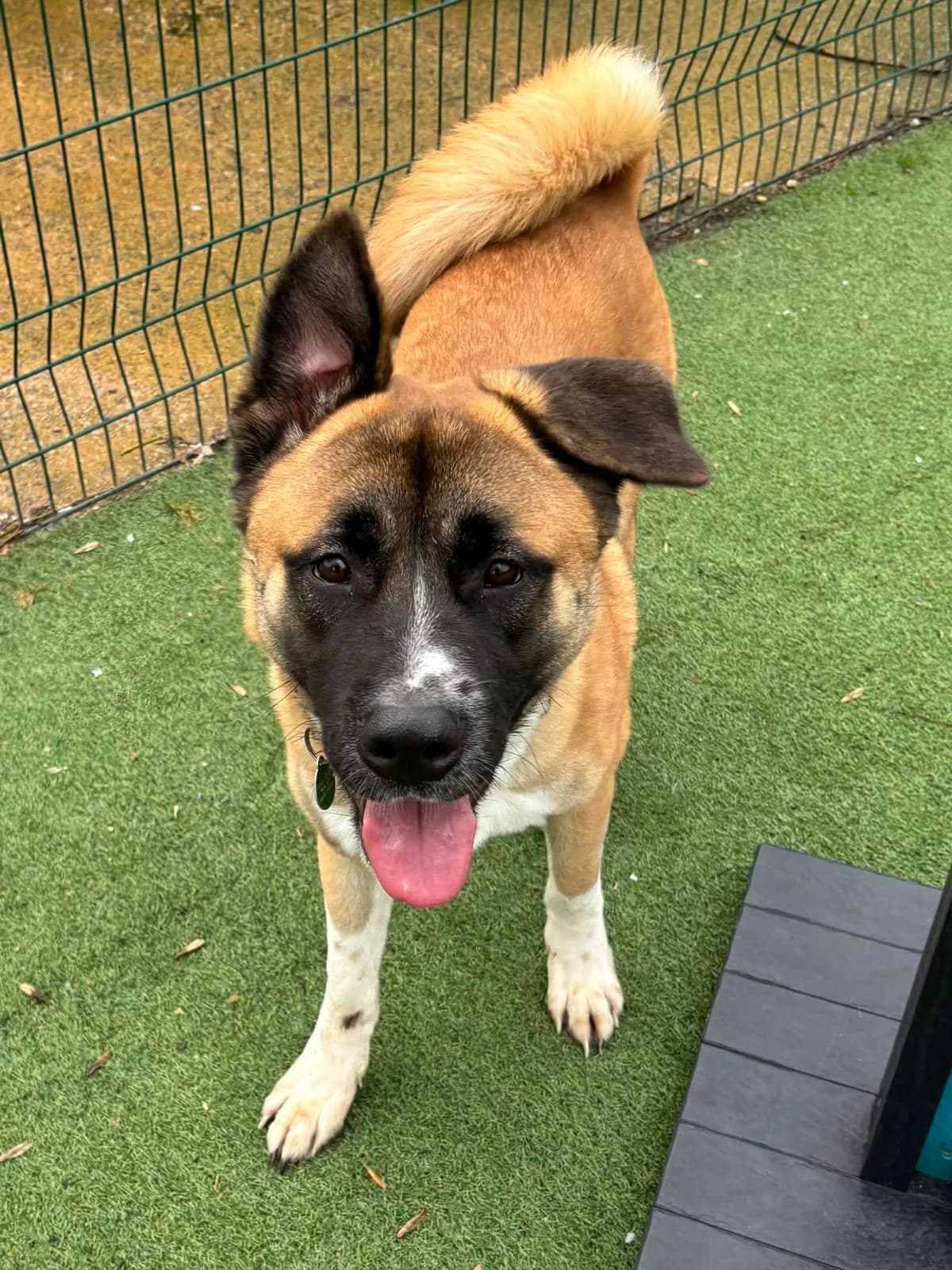Dragon, male young Mixed Breed for adoption at Manchester & Cheshire Dogs Home (Cheshire), Warrington