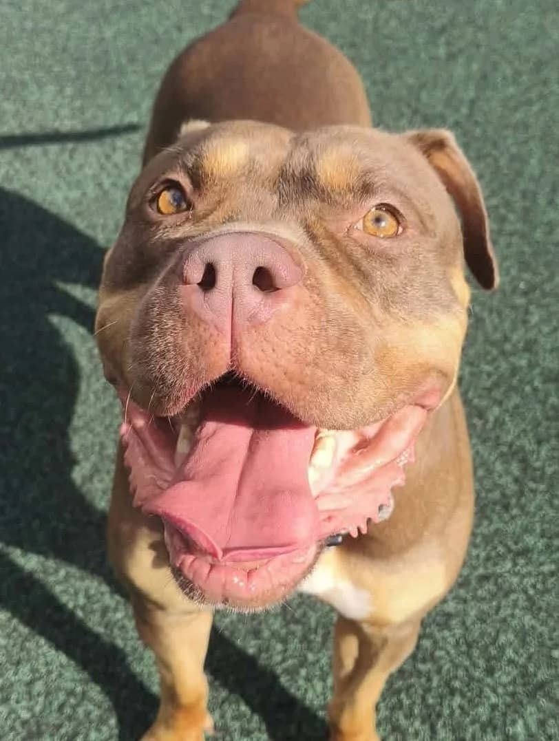 Duchess, female 4yo mixed breed for adoption at Manchester & Cheshire Dogs Home (Manchester), Manchester