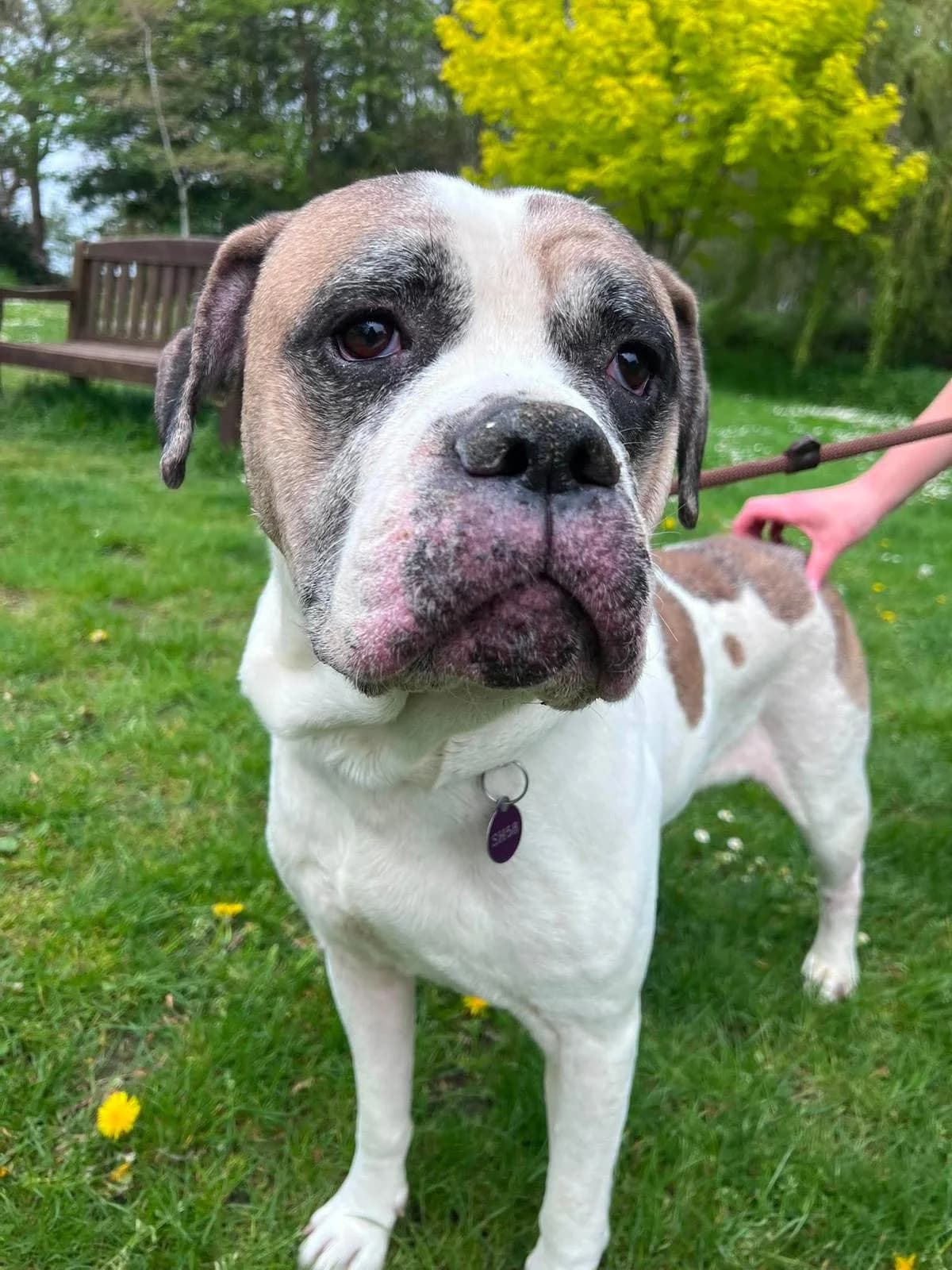 Duke, male 3yo Mixed Breed for adoption at Manchester & Cheshire Dogs Home (Cheshire), Warrington