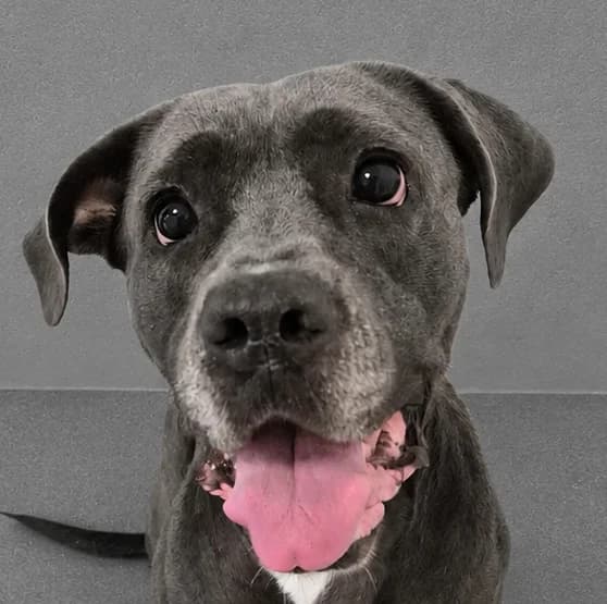 Ebony, female 3yo Cane Corso for adoption at Manchester & Cheshire Dogs Home (Manchester), Manchester