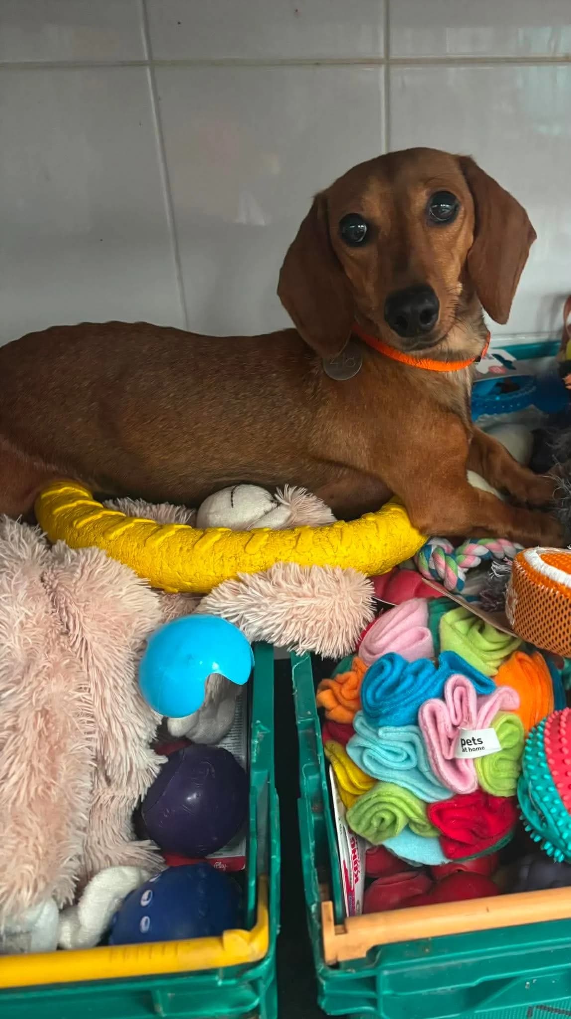 Edith, female 3yo Dachshund for adoption at Manchester & Cheshire Dogs Home (Manchester), Manchester