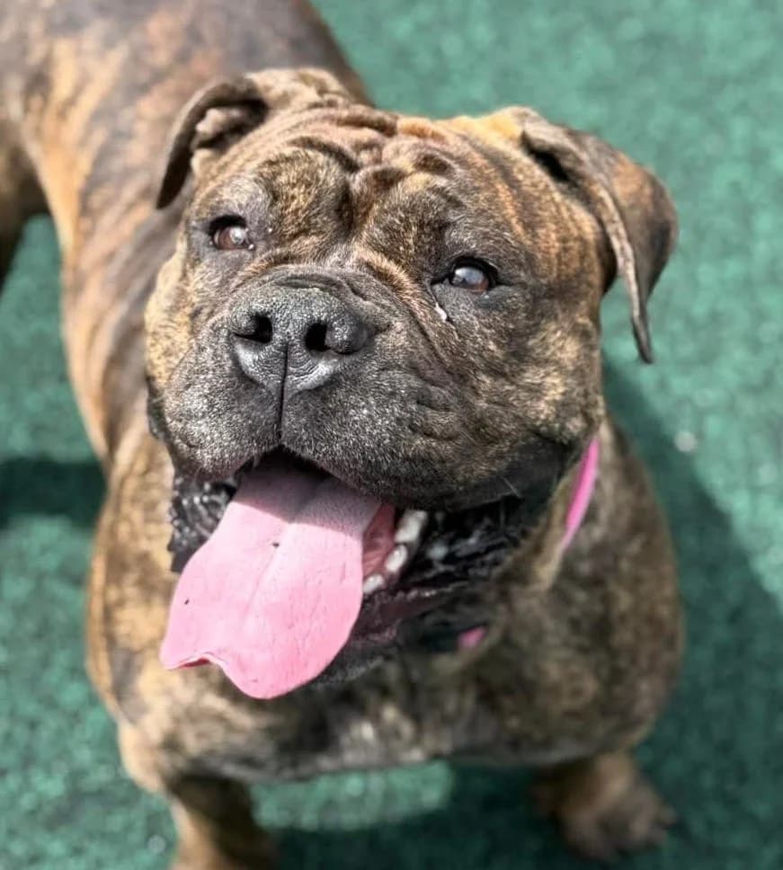 Eileen, female young English Bulldog for adoption at Manchester & Cheshire Dogs Home (Manchester), Manchester