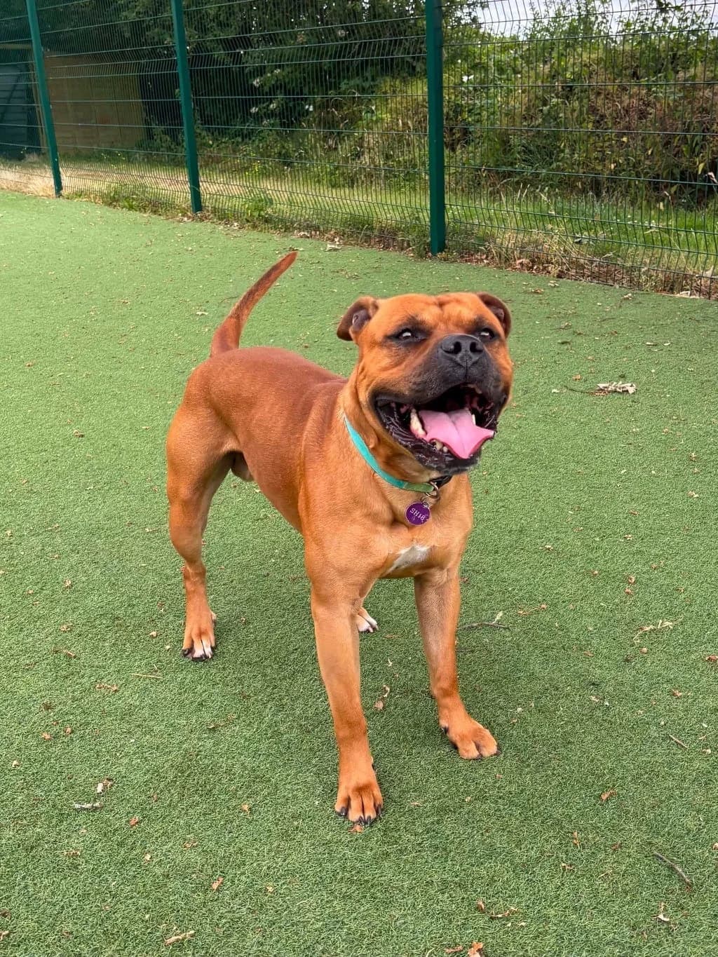 Elias, male 3yo Mixed Breed for adoption at Manchester & Cheshire Dogs Home (Cheshire), Warrington
