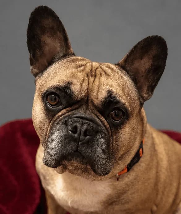 Ell, female 7yo English Bulldog for adoption at Manchester & Cheshire Dogs Home (Manchester), Manchester