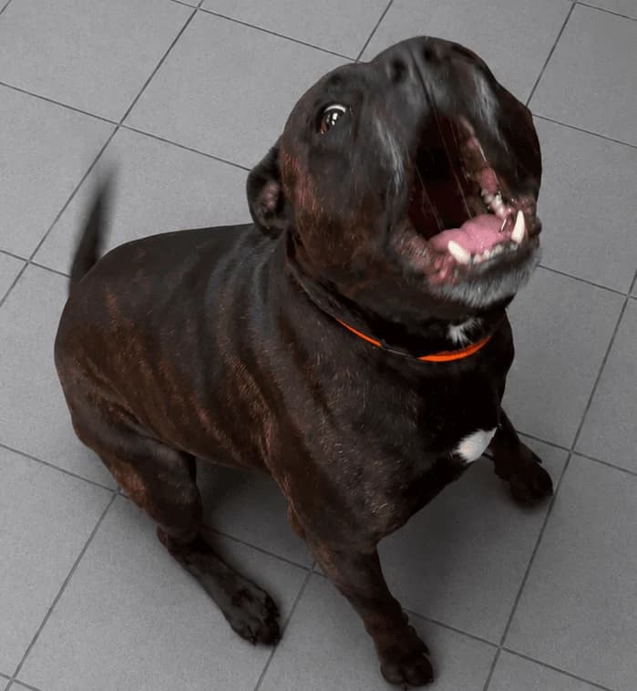 Eric, male 3yo Staffordshire Bull Terrier for adoption at Manchester & Cheshire Dogs Home (Manchester), Manchester