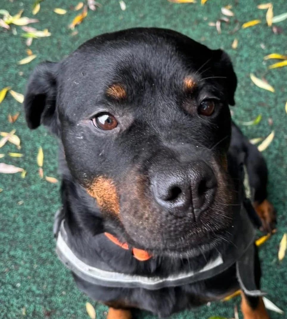 Estelle, female 4yo Rottweiler for adoption at Manchester & Cheshire Dogs Home (Manchester), Manchester