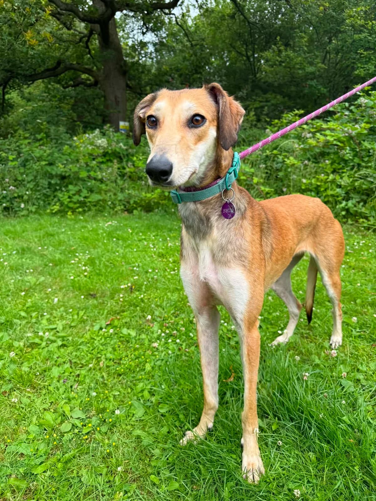 Fern, female 3yo Lurcher for adoption at Manchester & Cheshire Dogs Home (Cheshire), Warrington