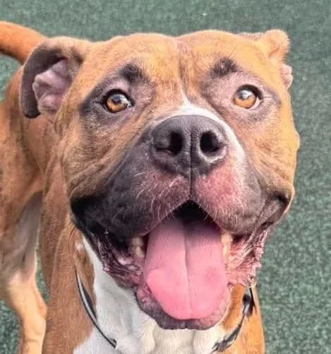Frank, male 5yo mixed breed for adoption at Manchester & Cheshire Dogs Home (Manchester), Manchester