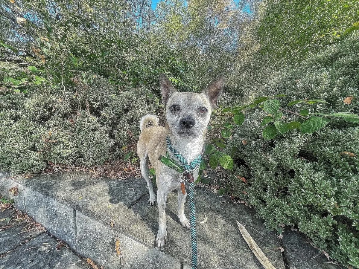 Freddie, male 7yo Chihuahua for adoption at Manchester & Cheshire Dogs Home (Cheshire), Warrington