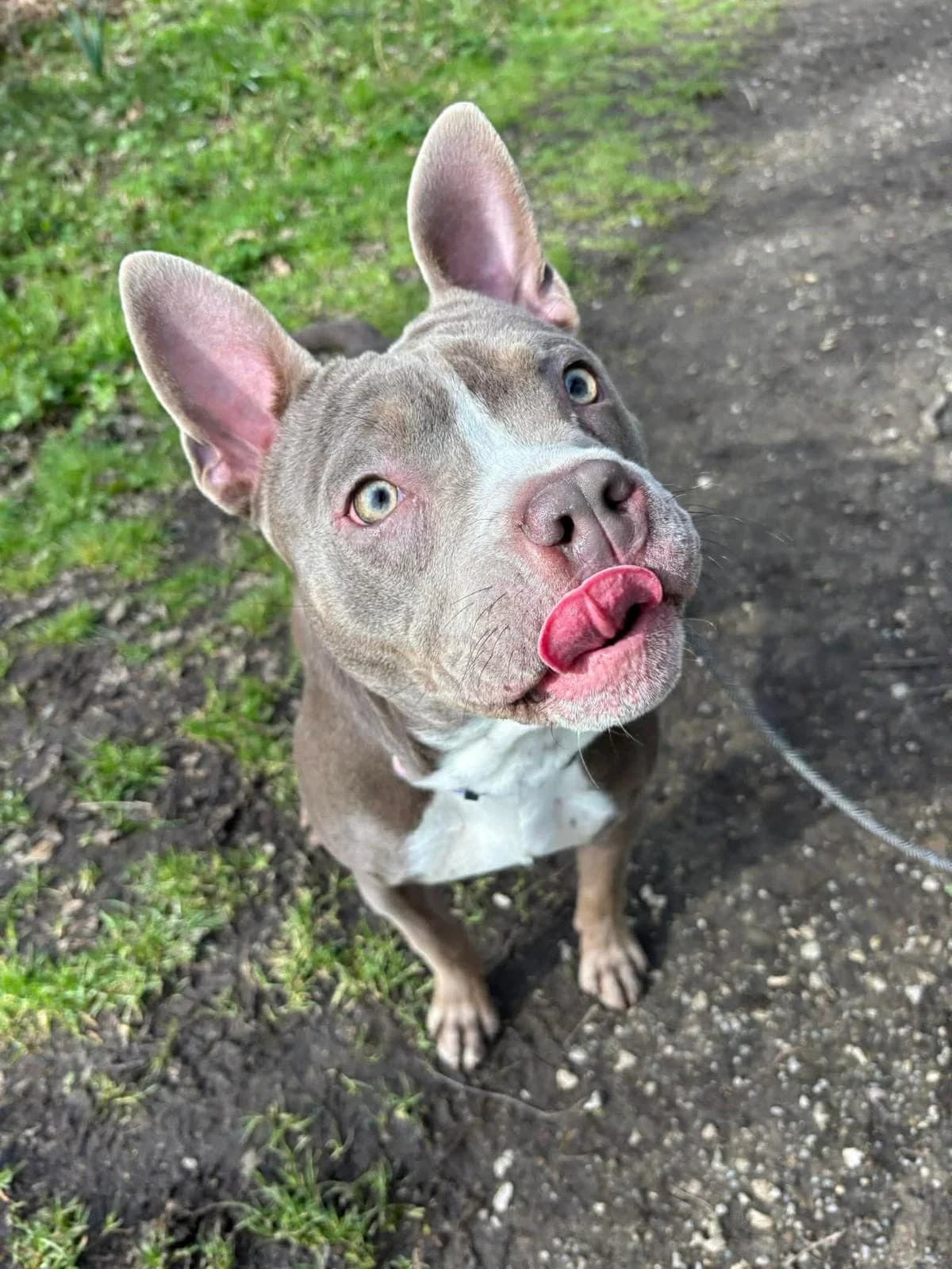 Frida, female English Bulldog for adoption at Manchester & Cheshire Dogs Home (Cheshire), Warrington
