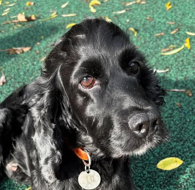 Georgie, female senior Cocker Spaniel for adoption at Manchester & Cheshire Dogs Home (Manchester), Manchester