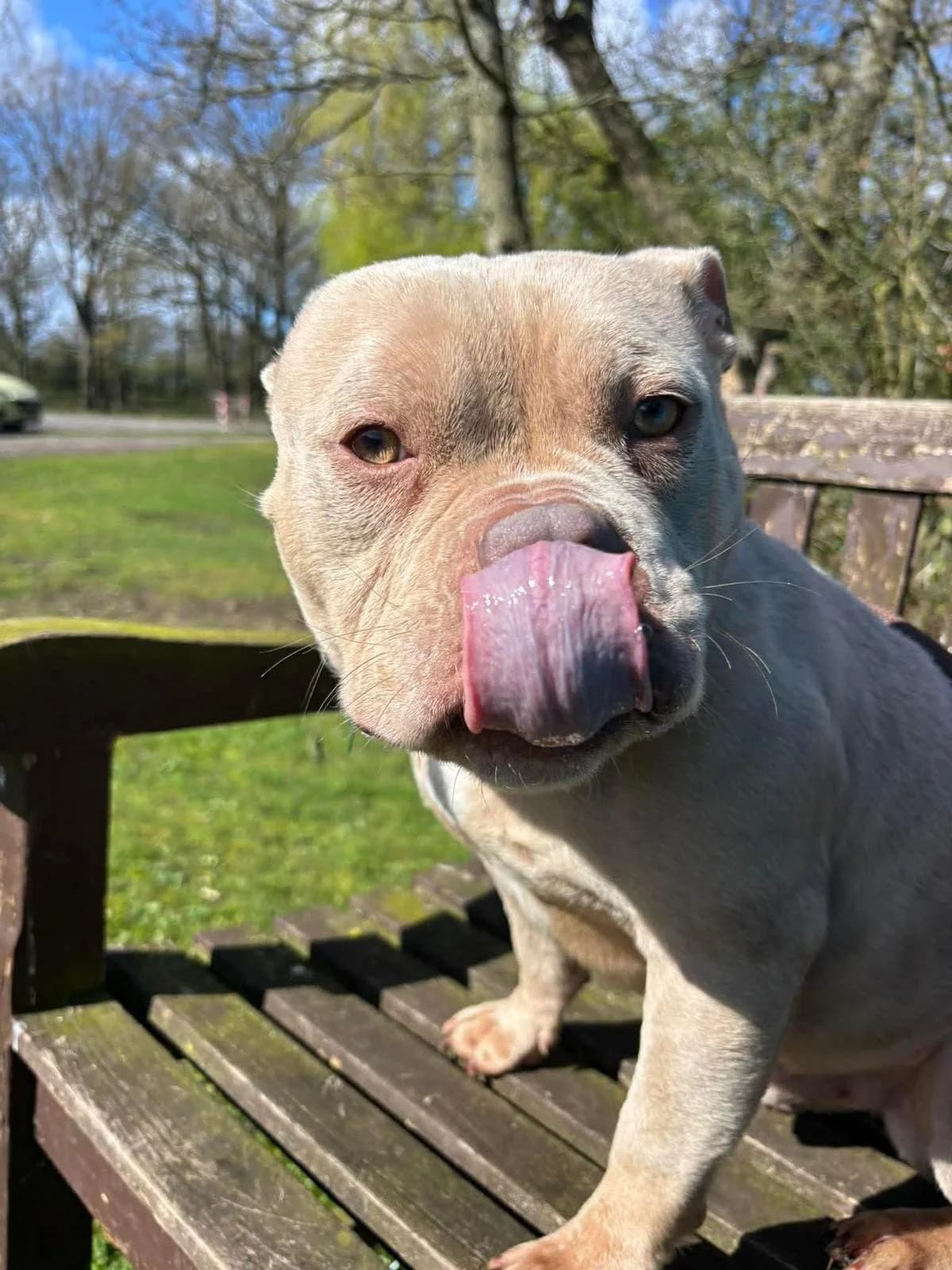 Gibsie, male mixed breed for adoption at Manchester & Cheshire Dogs Home (Cheshire), Warrington