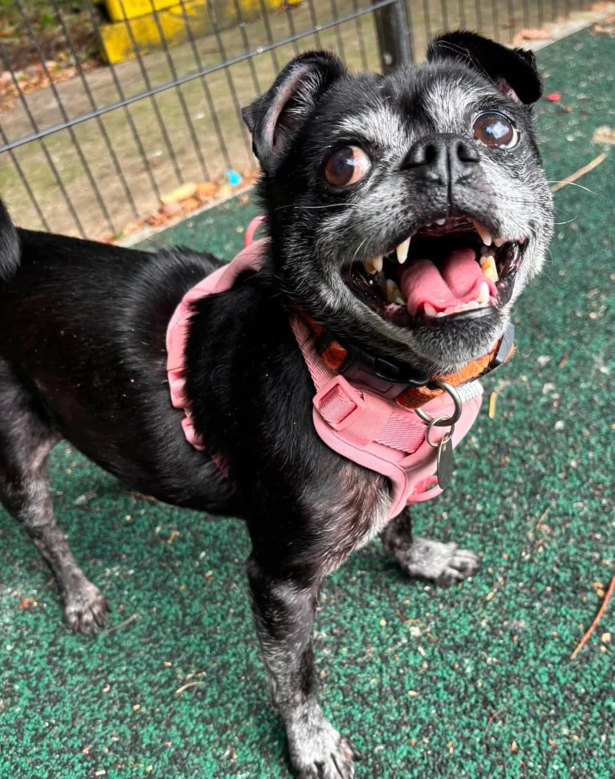 Gordon, male senior Chihuahua for adoption at Manchester & Cheshire Dogs Home (Manchester), Manchester