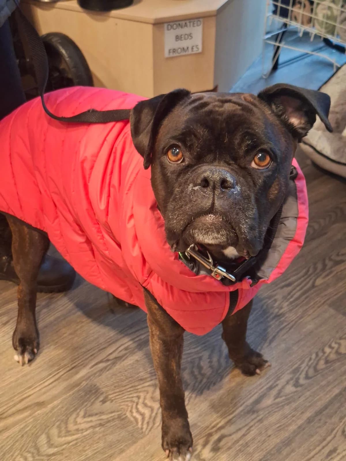 Gucci, female mixed breed for adoption at Manchester & Cheshire Dogs Home (Manchester), Manchester