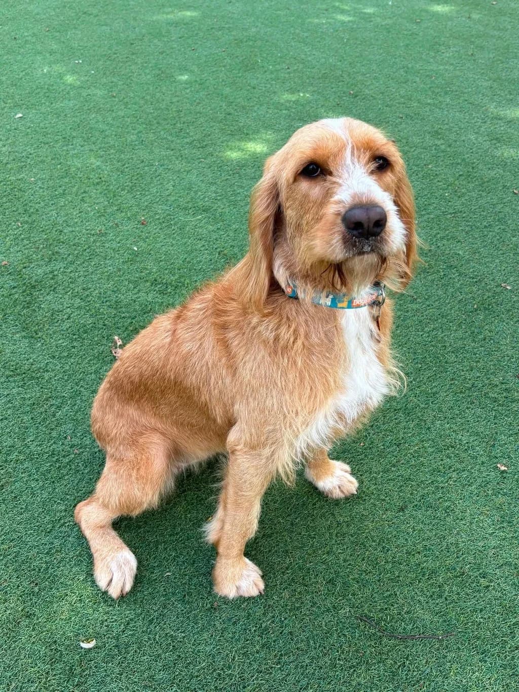 Heidi, female young mixed breed for adoption at Manchester & Cheshire Dogs Home (Cheshire), Warrington