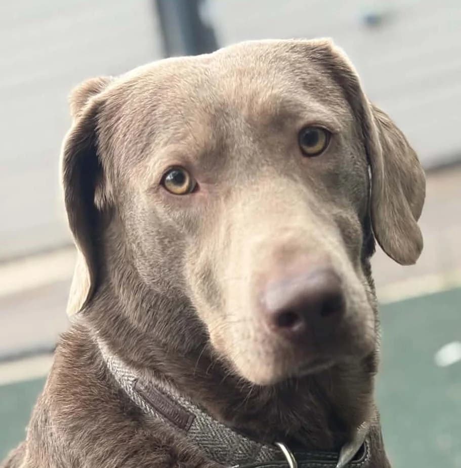 Hermione, female young Labrador Retriever for adoption at Manchester & Cheshire Dogs Home (Manchester), Manchester