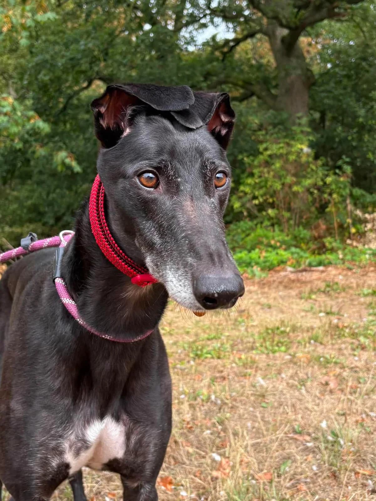 Hero, male 6yo Greyhound for adoption at Manchester & Cheshire Dogs Home (Cheshire), Warrington