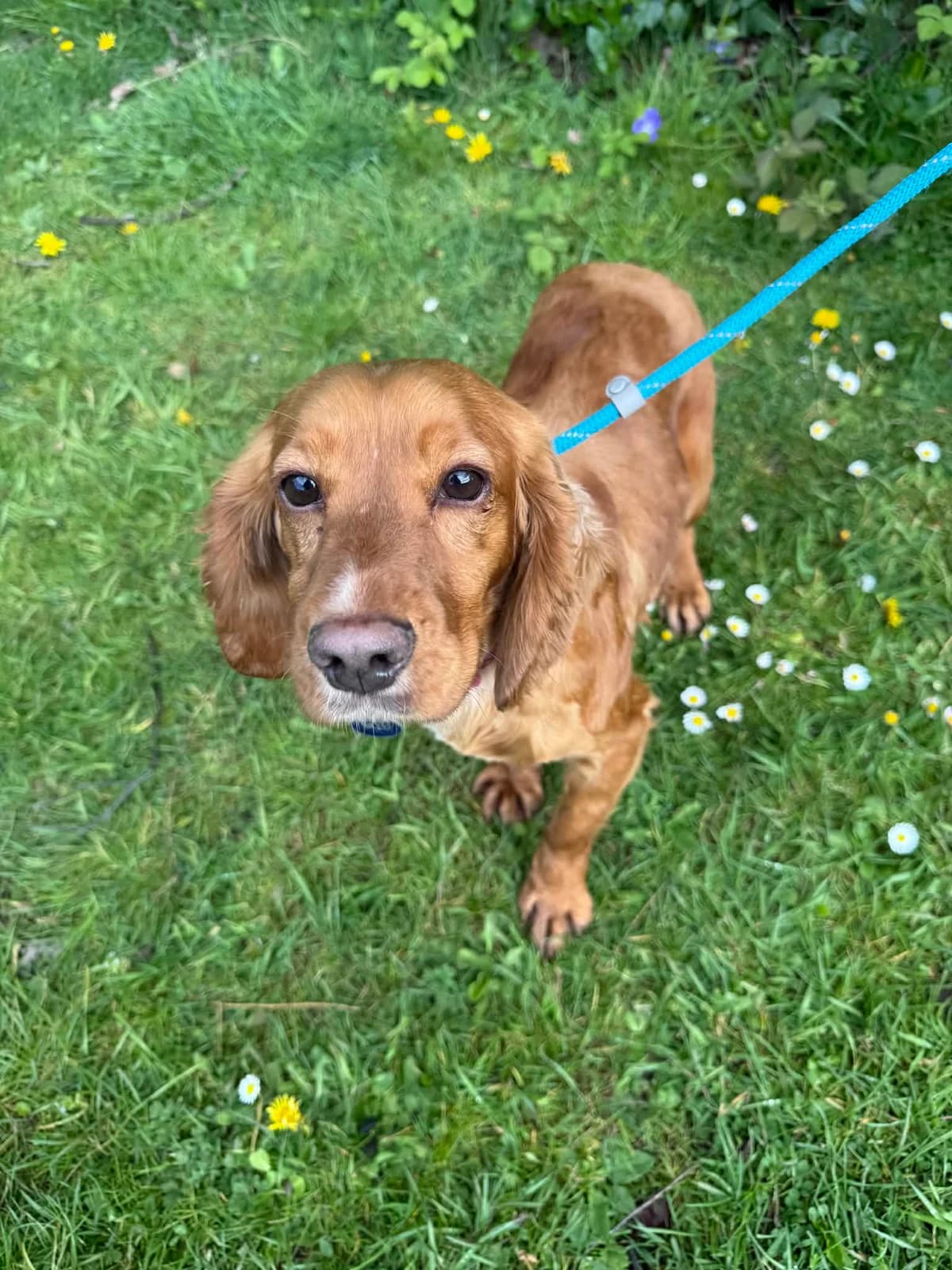 Honey + Cinnamon, female Cocker Spaniel for adoption at Manchester & Cheshire Dogs Home (Cheshire), Warrington