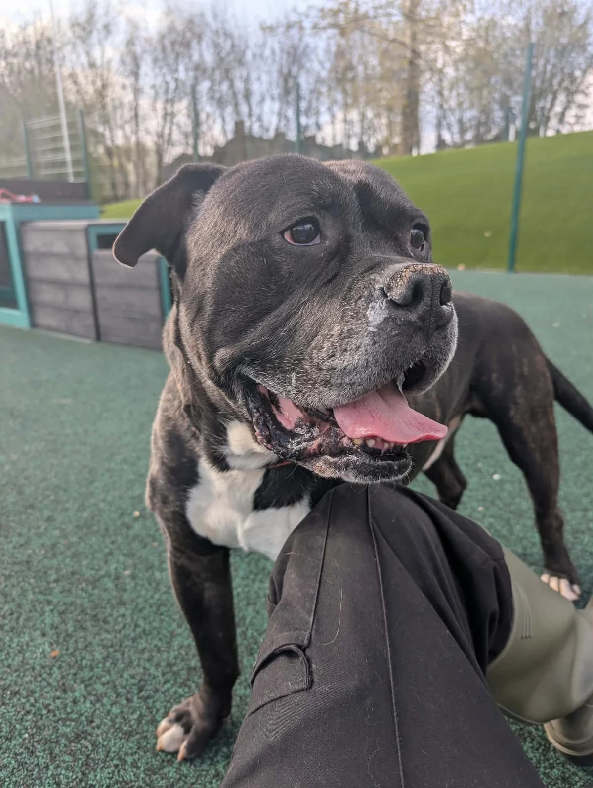 Hooch, male Mastiff for adoption at Manchester