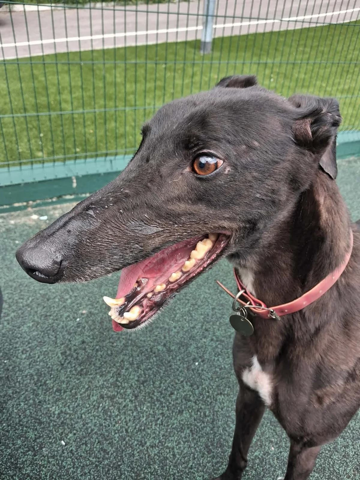 Hunter, male 5yo Greyhound for adoption at Manchester & Cheshire Dogs Home (Manchester), Manchester