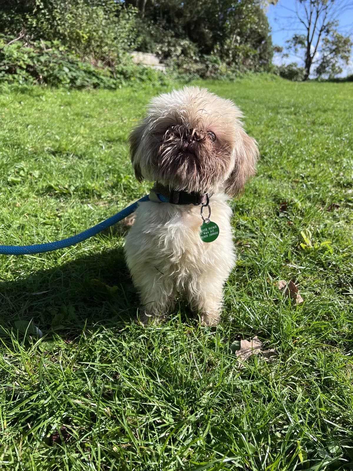 Ian, male young Shih Tzu for adoption at Manchester & Cheshire Dogs Home (Cheshire), Warrington