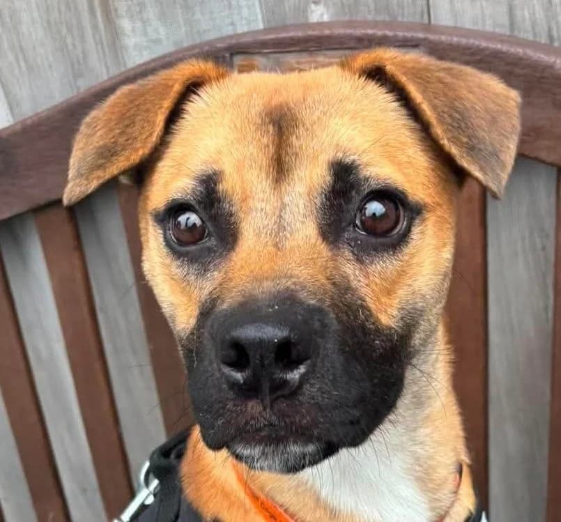 Jackson, male young Mixed Breed for adoption at Manchester & Cheshire Dogs Home (Manchester), Manchester