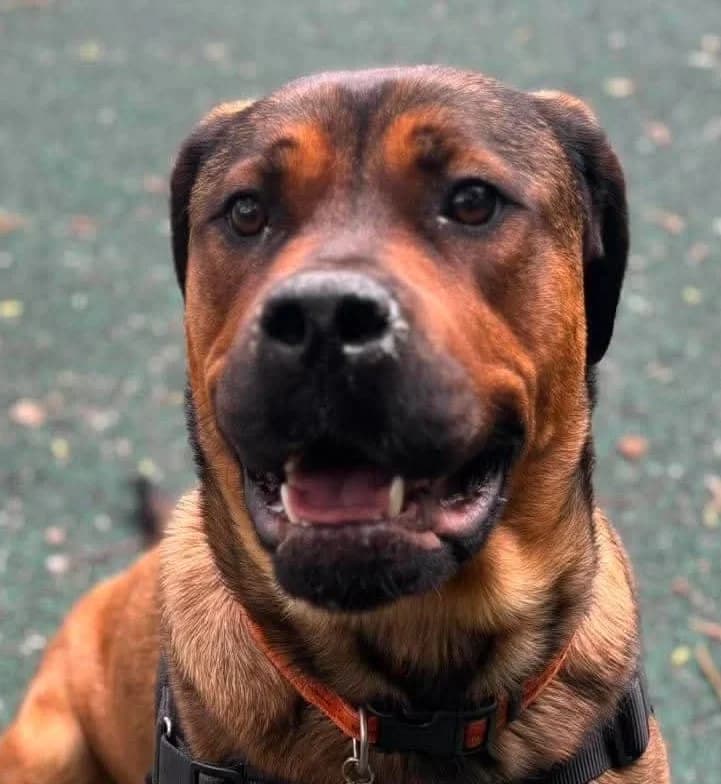 Jade, female young Rottweiler for adoption at Manchester & Cheshire Dogs Home (Manchester), Manchester