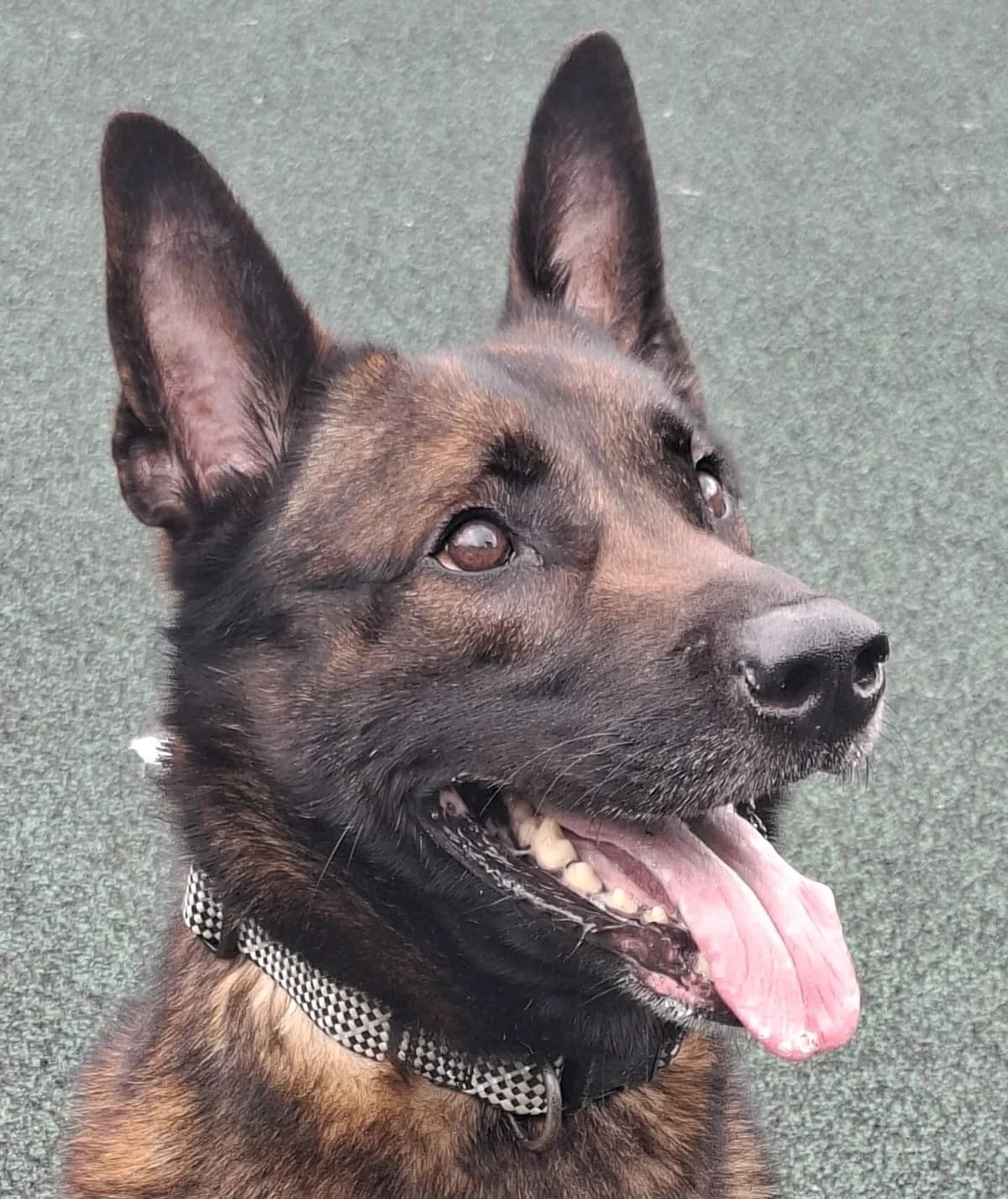 Jax, male 4yo Belgian Malinois for adoption at Manchester & Cheshire Dogs Home (Manchester), Manchester
