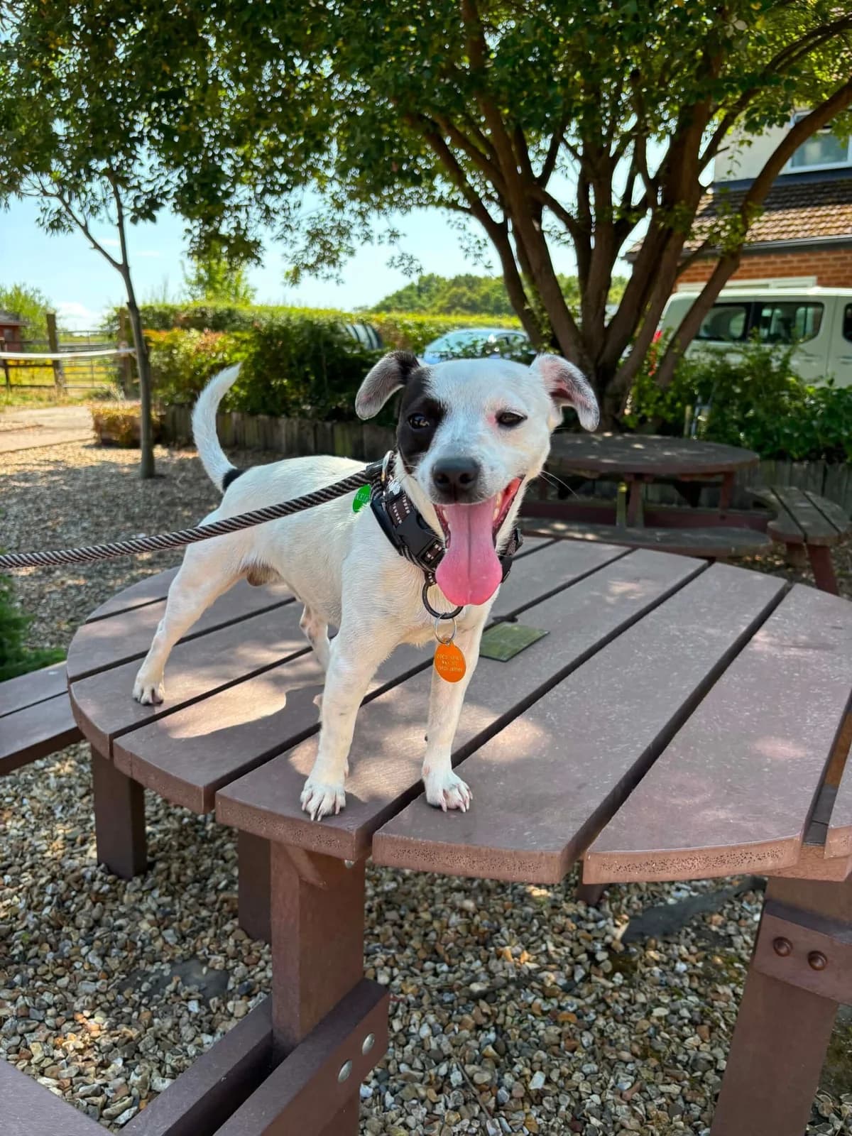 Jax, male young Jack Russell Terrier for adoption at Manchester & Cheshire Dogs Home (Cheshire), Warrington