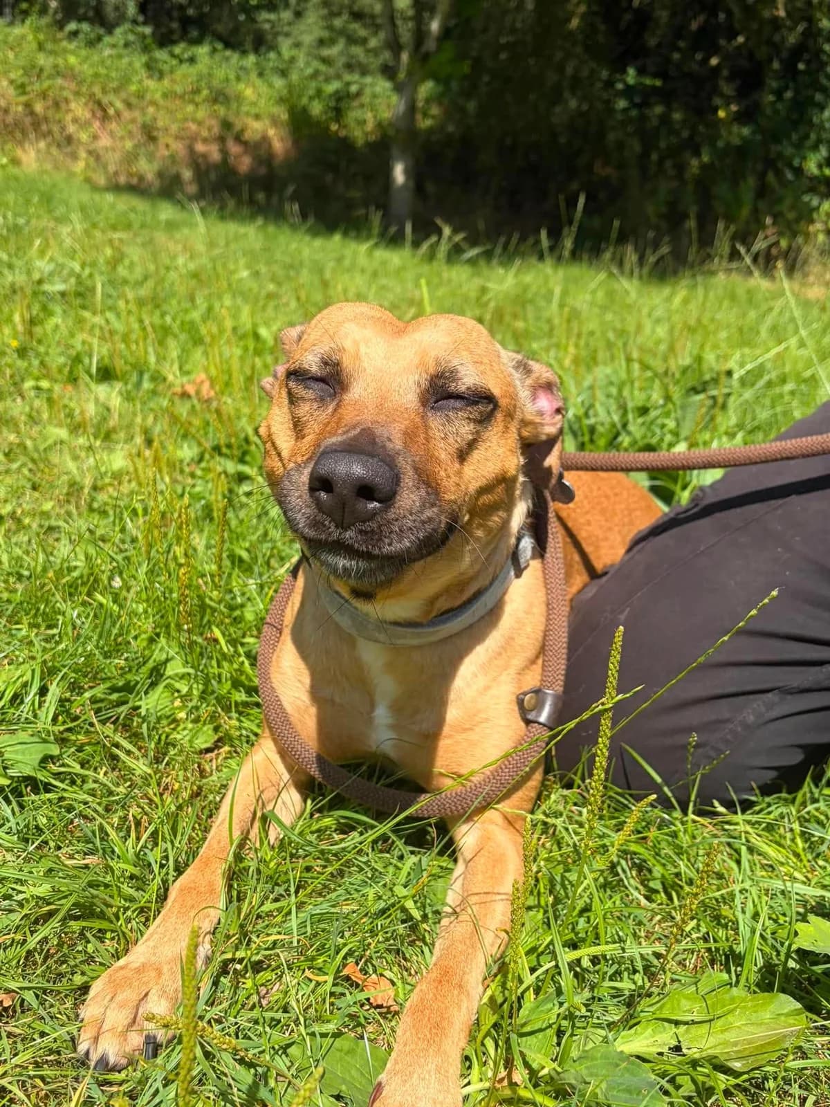 Jessie, female 3yo Staffordshire Bull Terrier for adoption at Manchester & Cheshire Dogs Home (Cheshire), Warrington