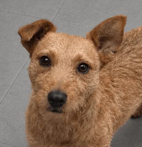Joey, male young Patterdale Terrier for adoption at Manchester & Cheshire Dogs Home (Manchester), Manchester