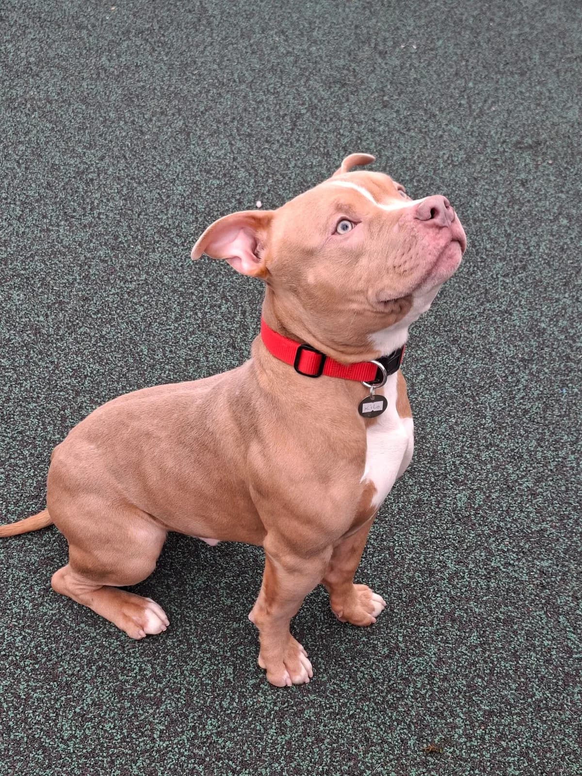Kilo, male Staffordshire Bull Terrier for adoption at Manchester & Cheshire Dogs Home (Manchester), Manchester