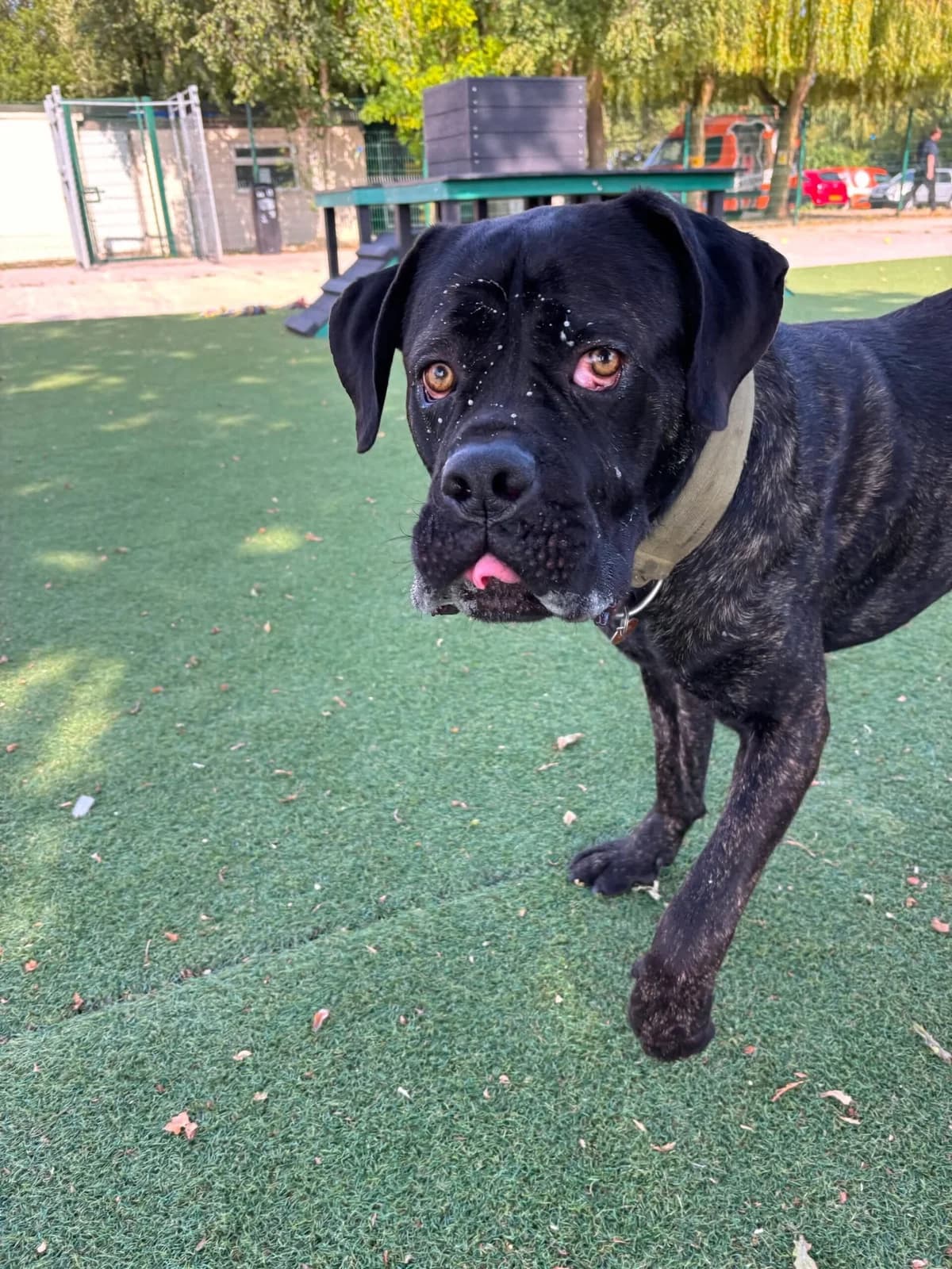 Kong, male 3yo Bullmastiff for adoption at Manchester & Cheshire Dogs Home (Cheshire), Warrington