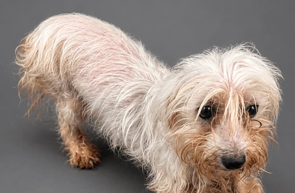 Krystal, female 7yo Yorkshire Terrier for adoption at Manchester & Cheshire Dogs Home (Manchester), Manchester