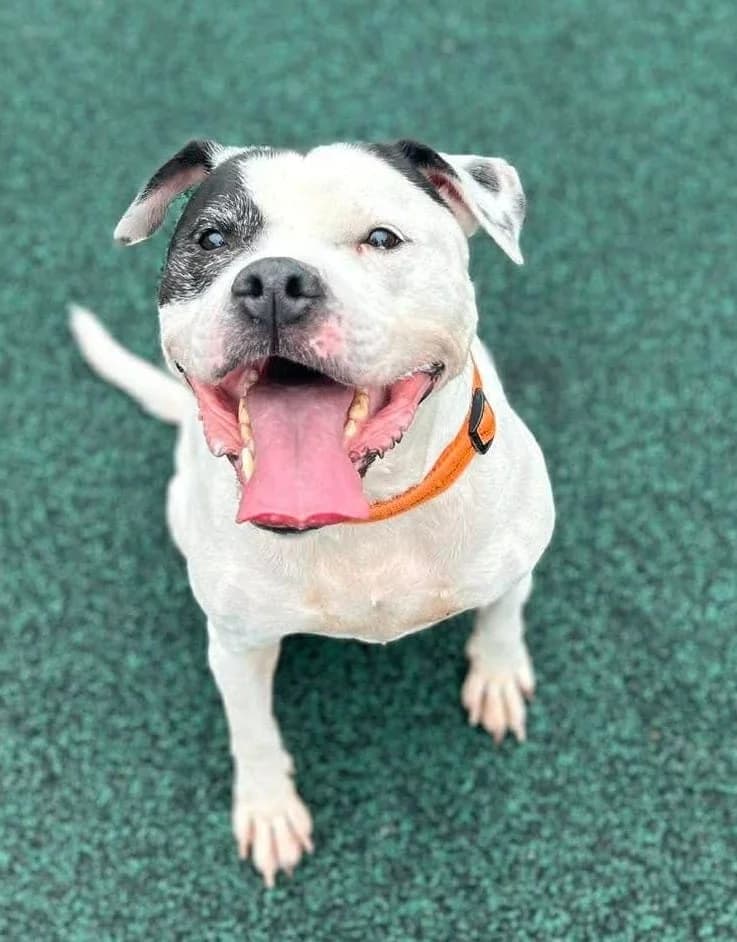 Lady, female Staffordshire Bull Terrier for adoption at Manchester & Cheshire Dogs Home (Manchester), Manchester